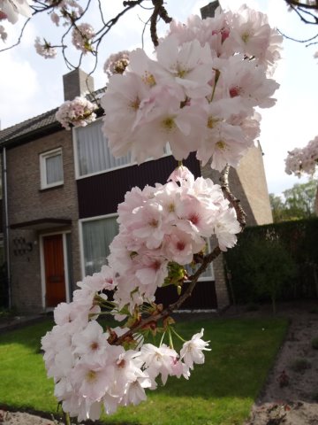 bloemgeldrdsc00530