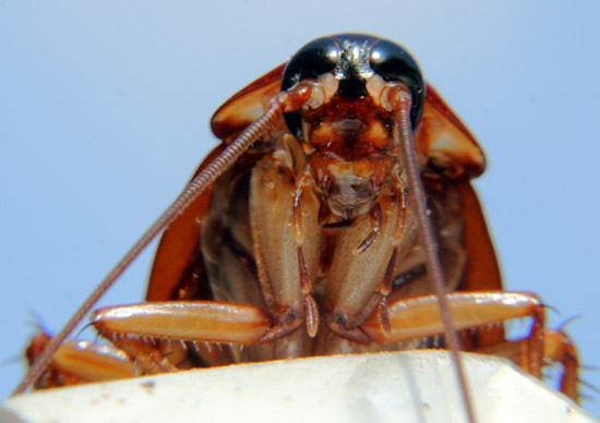 german-cockroach