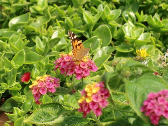 fll.cimg0548 fll.cimg0548