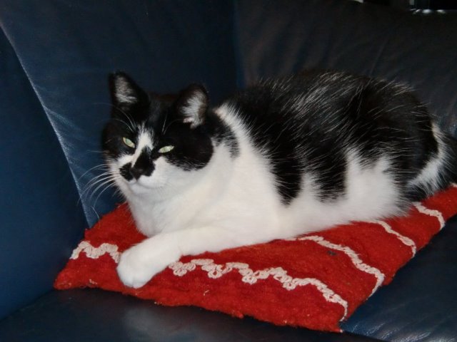 kottcimg0766 kottcimg0766