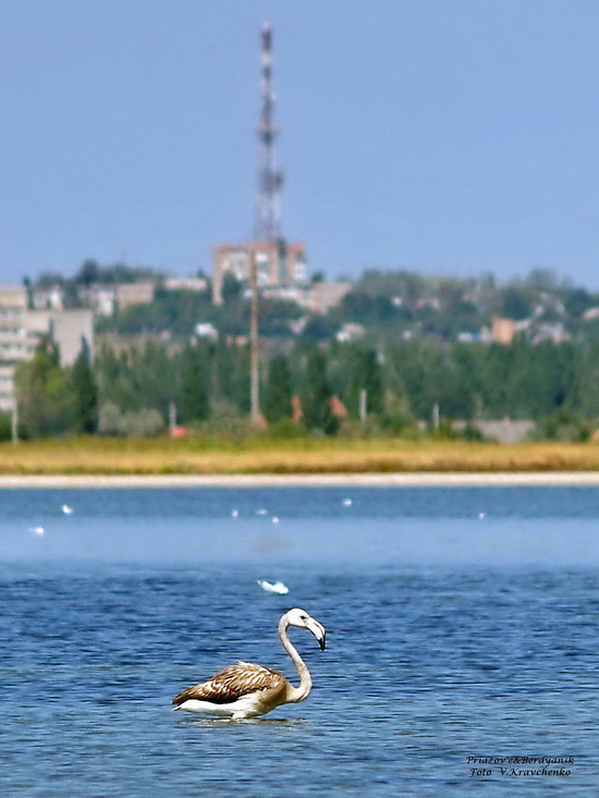 .__ffflamingo_0003 .__ffflamingo_0003