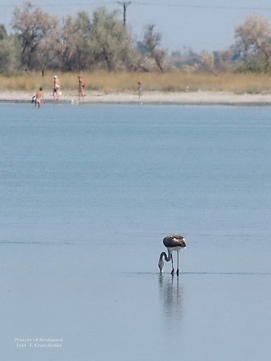 ._ffflamingo_0003a ._ffflamingo_0003a