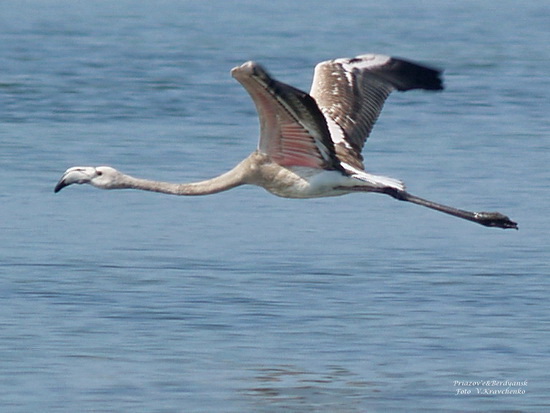 ._ffflamingo_0007 ._ffflamingo_0007