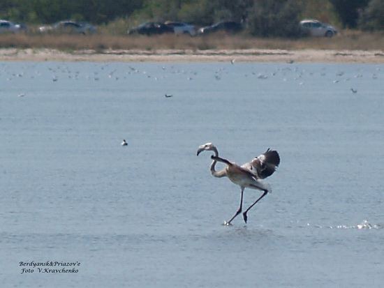 ._ffflamingo_0008 ._ffflamingo_0008