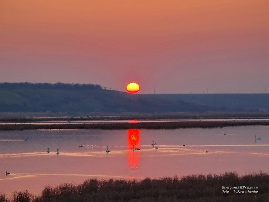 ._ffflamingo_0015 ._ffflamingo_0015