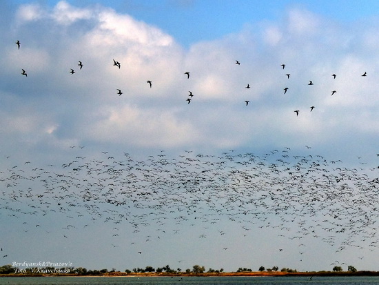 ._ffflamingo_0025aaa ._ffflamingo_0025aaa