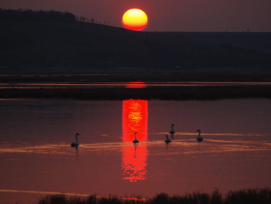 1837_03__lebediy_kravchenko 1837_03__lebediy_kravchenko