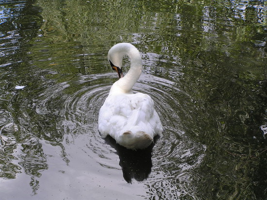 2009_______lukomoriy__014a___kravchenko