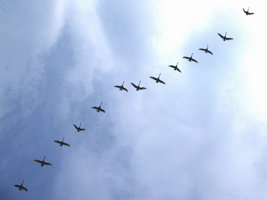 2009_______lukomoriy__01___kravchenko