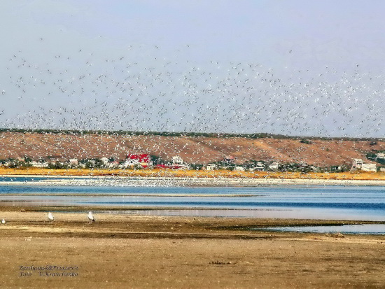 ffflamingo_0001 ffflamingo_0001