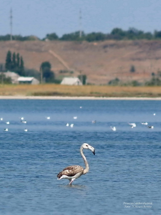 ffflamingo_0002 ffflamingo_0002