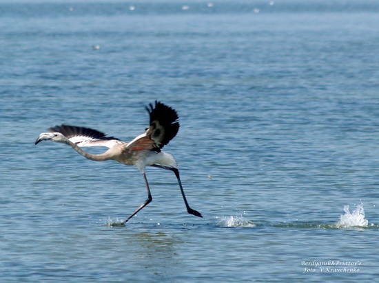 ffflamingo_0004 ffflamingo_0004