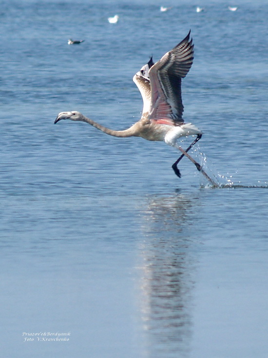 ffflamingo_0005 ffflamingo_0005