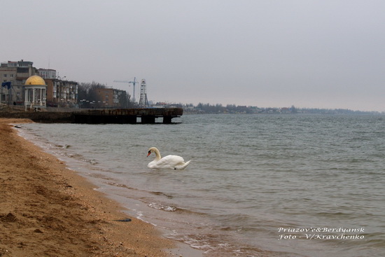 lebedi______001_______berdyansk_priazove_01_03_2010 lebedi______001_______berdyansk_priazove_01_03_2010