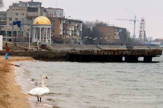 lebedi______003_______berdyansk_priazove_01_03_2010 lebedi______003_______berdyansk_priazove_01_03_2010