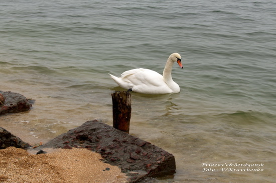 lebedi______004_______berdyansk_priazove_01_03_2010 lebedi______004_______berdyansk_priazove_01_03_2010