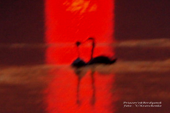 lebedi______005_______berdyansk_priazove_01_03_2010 lebedi______005_______berdyansk_priazove_01_03_2010