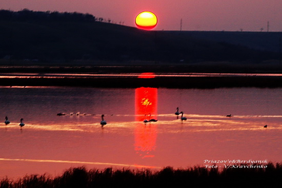 lebedi______009_______berdyansk_priazove_01_03_2010 lebedi______009_______berdyansk_priazove_01_03_2010