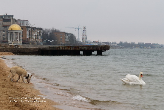 lebedi______010_______berdyansk_priazove_01_03_2010 lebedi______010_______berdyansk_priazove_01_03_2010