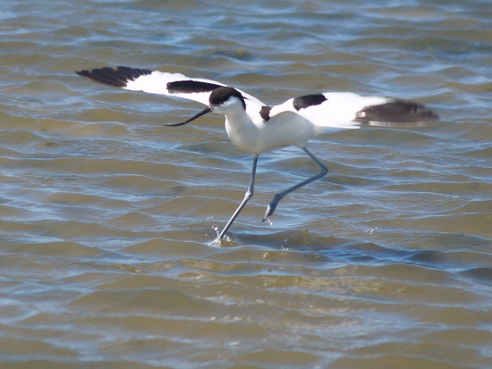 liman_dolgij_030_berdynsk_kravchenko_v.jpg liman_dolgij_030_berdynsk_kravchenko_v.jpg