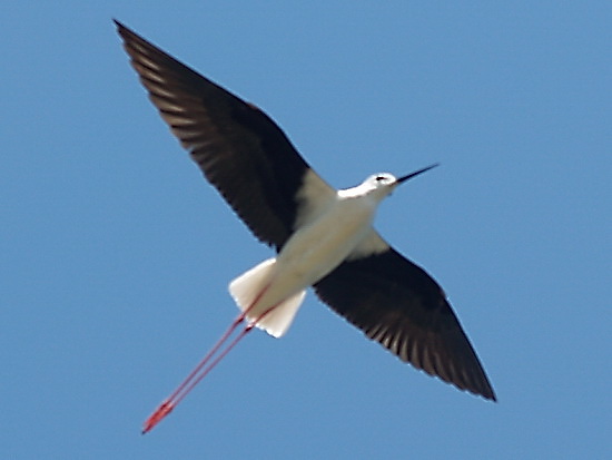 liman_dolgij_05_berdynsk_kravchenko_v.jpg liman_dolgij_05_berdynsk_kravchenko_v.jpg