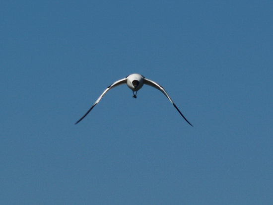 liman_dolgij_08_berdynsk_kravchenko_v.jpg liman_dolgij_08_berdynsk_kravchenko_v.jpg