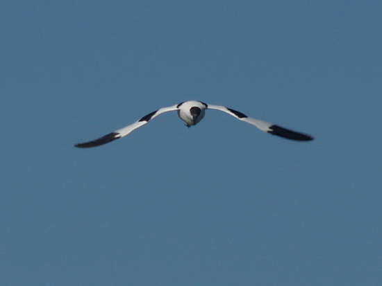 liman_dolgij_09_berdynsk_kravchenko_v.jpg liman_dolgij_09_berdynsk_kravchenko_v.jpg