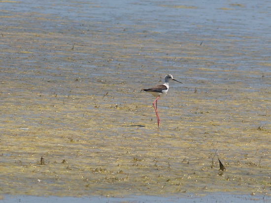 liman_dolgij_12__berdynsk_kravchenko_v.jpg liman_dolgij_12__berdynsk_kravchenko_v.jpg