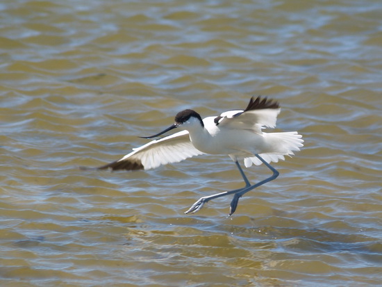 liman_dolgij_23__berdynsk_kravchenko_v liman_dolgij_23__berdynsk_kravchenko_v
