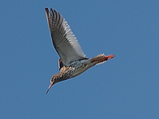 liman_dolgij_41__berdynsk_kravchenko_v.jpg liman_dolgij_41__berdynsk_kravchenko_v.jpg