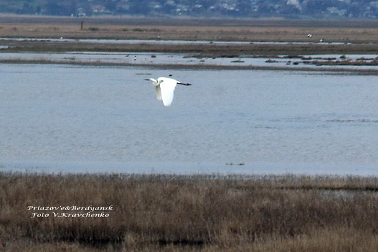 lukomoriya_berda_kayala______0008